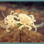 Lycoris albiflora