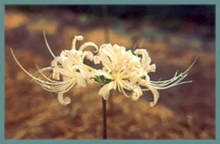 Lycoris albiflora
