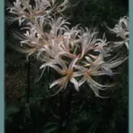 Lycoris albiflora — Lycoris