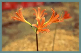 Lycoris sanguinea