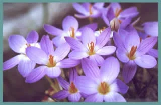 Crocus imperati