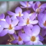 Crocus imperati