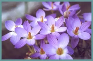 Crocus imperati