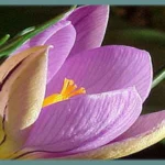 Crocus imperati — crocus