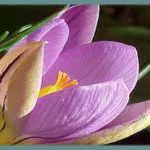 Crocus imperati — crocus