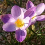 Crocus imperati — automne