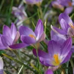 Crocus imperati — imperati