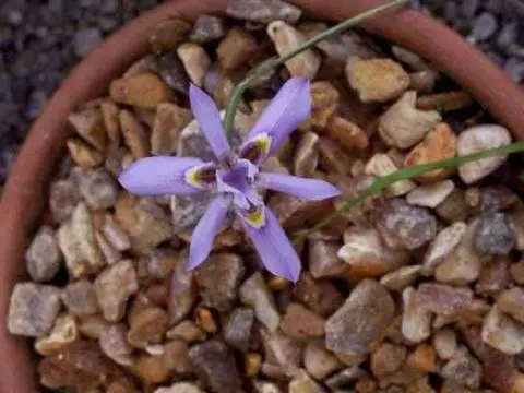 Moraea stricta