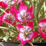 Tulipa aucheriana-hageri Little Beauty