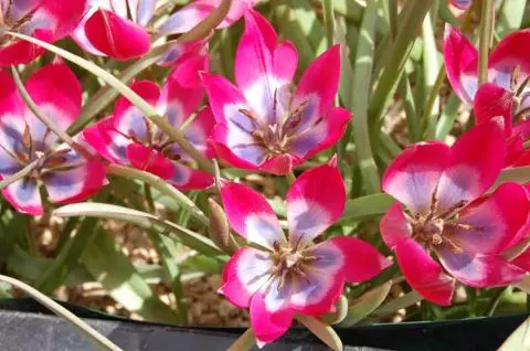 Tulipa aucheriana-hageri Little Beauty