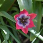 Tulipa aucheriana-hageri Little Beauty — hageri