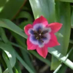 Tulipa aucheriana-hageri Little Beauty — hageri