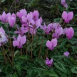 Cyclamen hederifolium