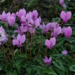Cyclamen hederifolium