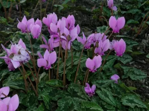Cyclamen hederifolium