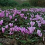 Cyclamen hederifolium — Cyclamen