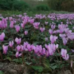 Cyclamen hederifolium — Cyclamen