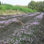 Cyclamen hederifolium — Naples