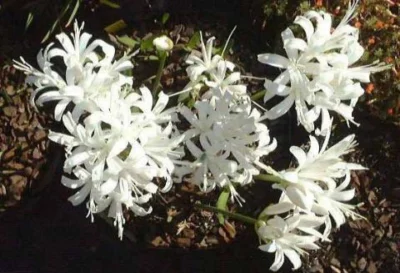 Nerine sarniensis ‘Virgo”