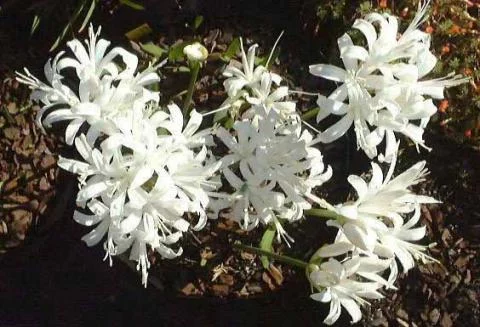 Nerine sarniensis ‘Virgo »