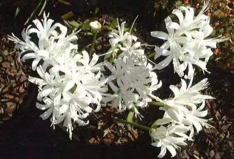 Nerine sarniensis ‘Virgo”