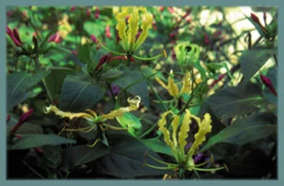 Gloriosa superba Lutea