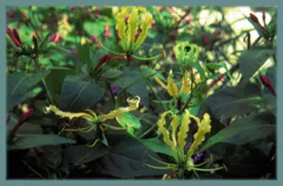 Gloriosa superba Lutea