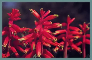 Lachenalia bulbifera