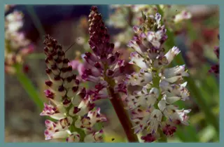 Lachenalia contaminata