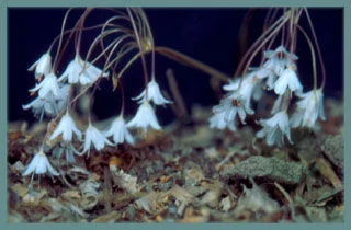 Allium callimischon callimischon
