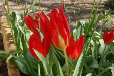 Tulipa agenensis