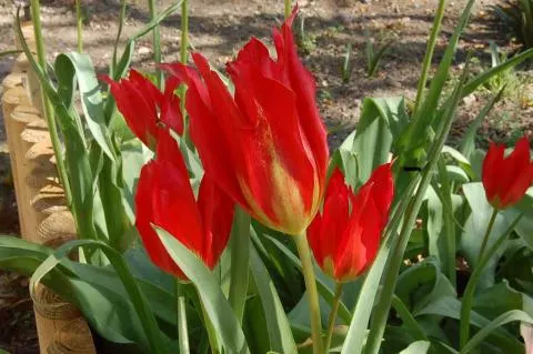 Tulipa agenensis