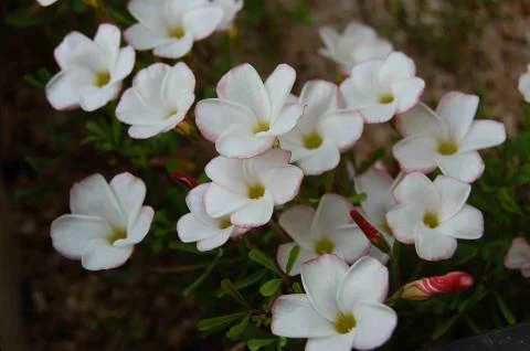 Oxalis versicolor