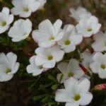 Oxalis versicolor