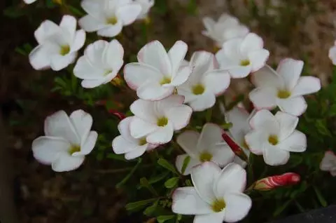 Oxalis versicolor