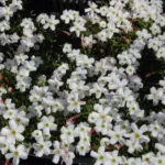 Oxalis versicolor — oxalis