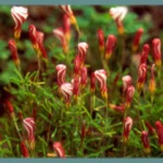 Oxalis versicolor — versicolor