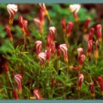 Oxalis versicolor — versicolor
