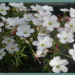 Oxalis versicolor — photo 4