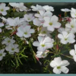 Oxalis versicolor — photo 4