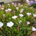Oxalis versicolor — photo 5