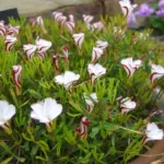 Oxalis versicolor — photo 5