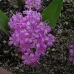 Polyxena ensifolia