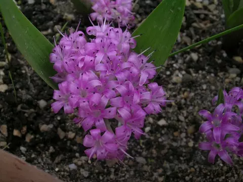 Polyxena ensifolia