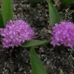 Polyxena ensifolia — Polyxena