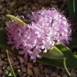 Polyxena ensifolia — ensifolia