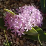 Polyxena ensifolia — ensifolia