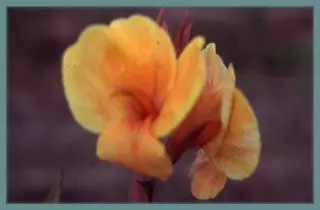 Canna Indica hybrides Orange Perfection