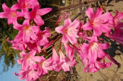 Amaryllis belladonna Rose foncé, (extra tardive)