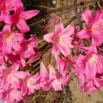 Amaryllis belladonna Rose foncé, (extra tardive)